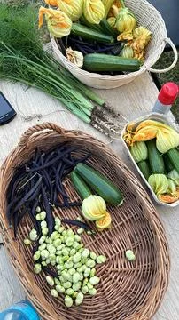 Garden vegetables Stock Photos