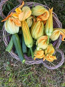 Garden vegetables Stock Photos