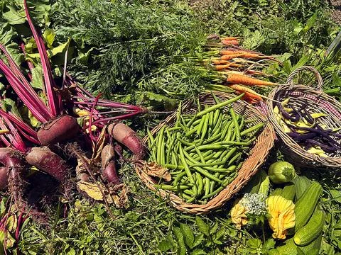 Garden vegetables Stock Photos
