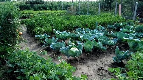 Garden with vegetables in Romania Stock Footage 159707104