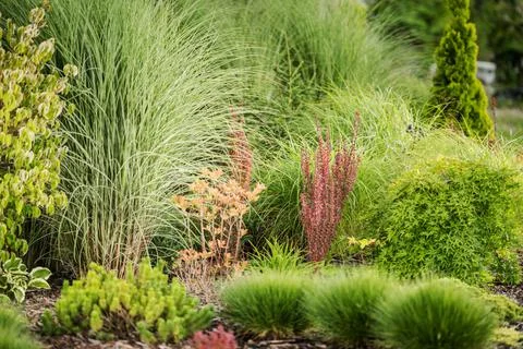 Garden Vegetation Foto stock