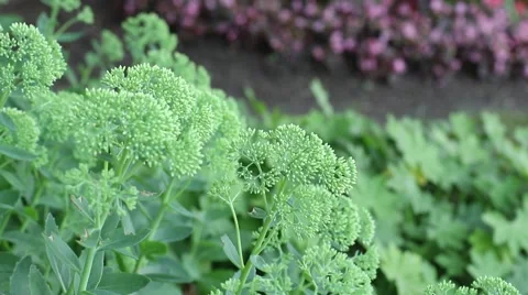 Garden video Stock Footage 53079546