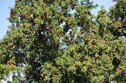 Garden view of an apple tree with red ripe fruits, Plana mountain Stock Photos