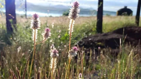 Garden view of flowers Stock Footage 152538454