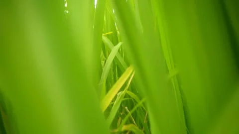 Garden view Stock Footage 169330539