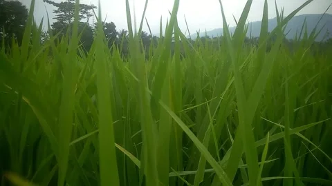 Garden view Stock Footage 169492633