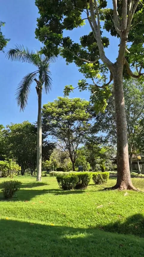 Garden view Stock Footage 292974097