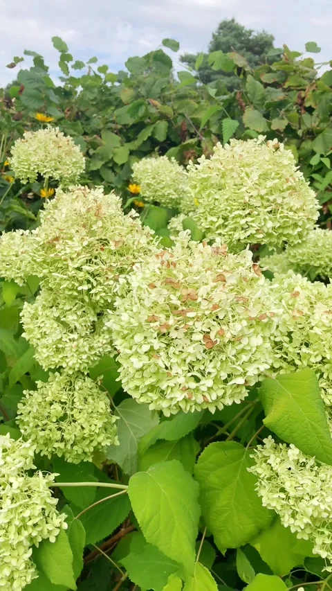 Garden view with Hydrangea plants, vertical Vídeos de archivo 345678629