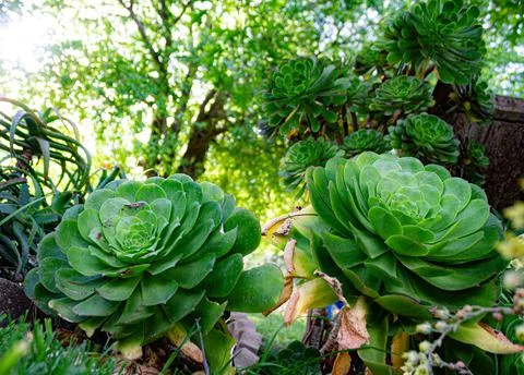 Garden view  Stock Photos