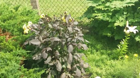 Garden view Foto stock