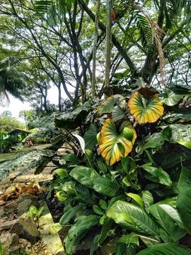 Garden view Stock Photos