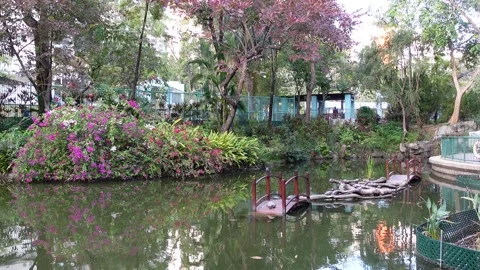 Garden view of Shing Mun Valley Park, Hong Kong. Stock Footage 264113967