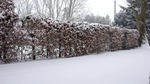 Garden view with snow falling Stock Footage 71471424