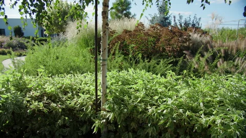 Garden view with trees and dense green foliage Stock Footage 318873913