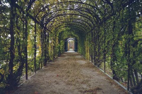 Garden with vines Fotos Stock