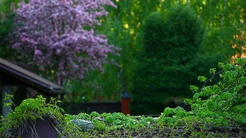 Garden violet almonds tree background nobody hd footage Stock Footage 107833211