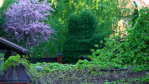 Garden violet almonds tree background nobody hd footage Stock Footage 107833223