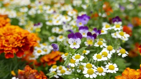 Garden violet flower in a flowerbed Stock Footage 137743613