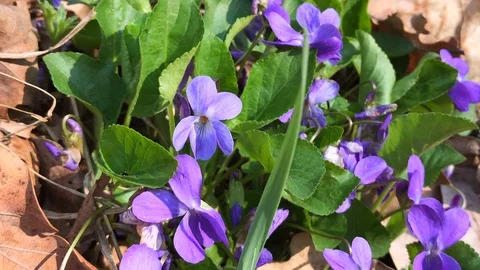 Garden violets Stock Footage 106755323
