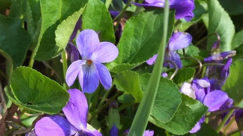 Garden violets Stock Footage 106813233