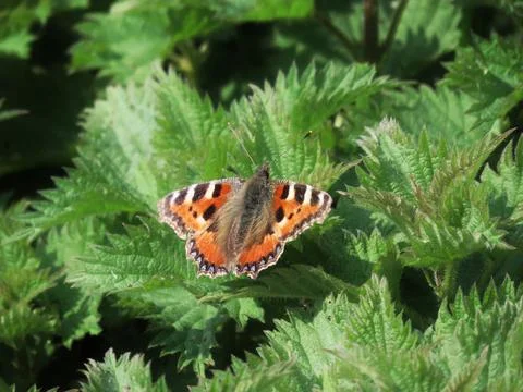 Garden Visitor Stock Photos