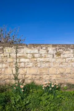 Garden wall in spring Stock Photos