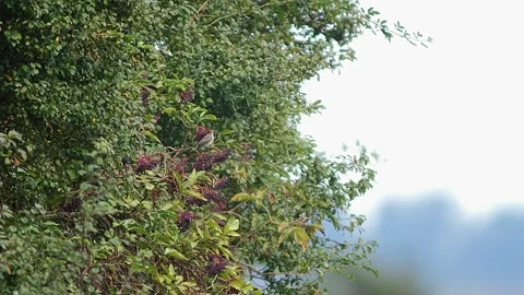 Garden Warbler Foraging at Forest Edge in Summer Morning Sunshine | 4K Wildli Stock Footage 338223732