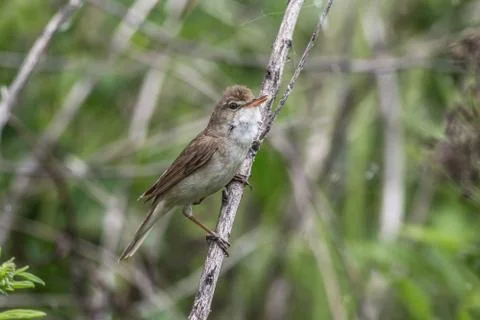 Garden warbler 스톡 사진