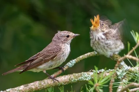 Garden warbler Stock Photos