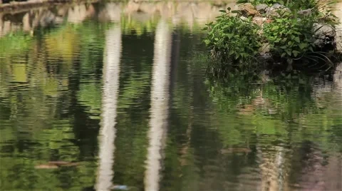 Garden water reflection Stock Footage 51838166