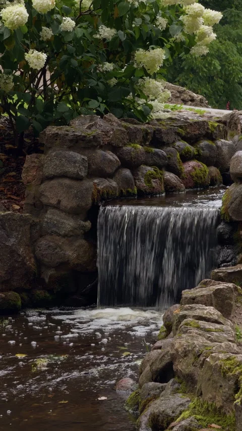 Garden waterfall flowing over moss covered stones beside white flowering shrubs Stock Footage 345456546