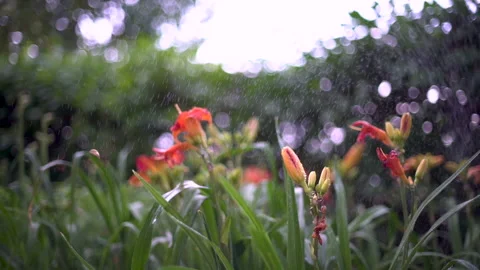 Garden Watering in Slow Motion HD Stock Footage 156939341