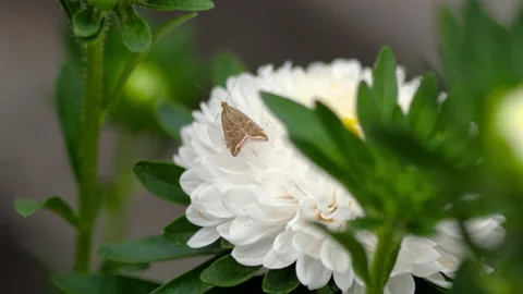 Garden white aster Stock Footage 146388567
