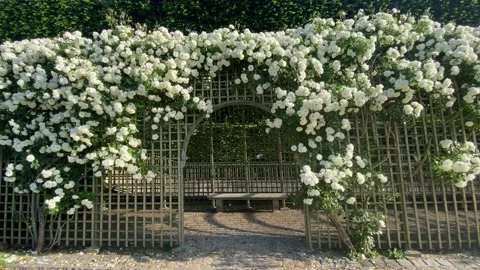 Garden of white roses Stock Footage 172369710