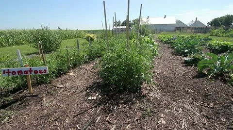 Garden Wide Angle Stock Footage 12097327