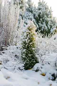 Garden in winter Stock Photos