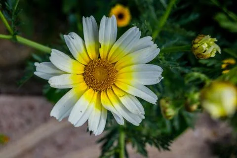 Garden with withe flowers Stock Photos