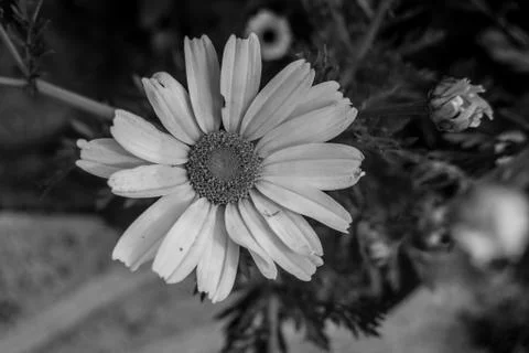 Garden with withe flowers Foto stock