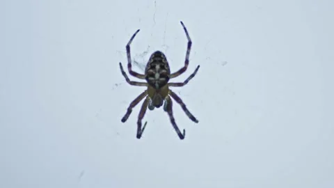 Garden Wolf Spider Moving On Its Web With White Background. - close up Stock Footage 208290480