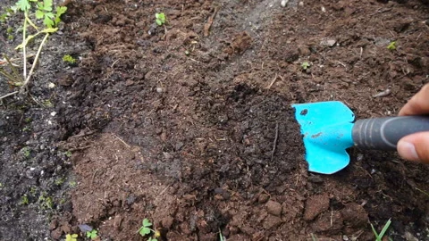 Garden work, digging the ground with a small shovel. The male hand of a gardener Stock Footage 125435504