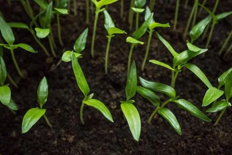 Garden work, the first shoots. Stock Photos