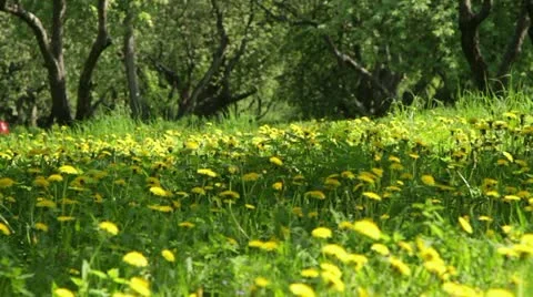 Garden work Stock Footage 11020031