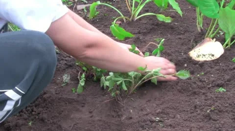 Garden work Vídeo Stock 12251417