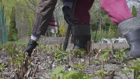 Garden work. Stock Footage 154771465