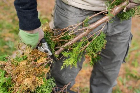 Garden work, human hands with working gloves cutting off twigs from branch of Stock Photos