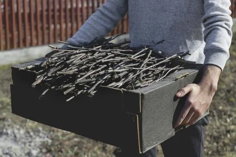 Garden work. Pruned branches of young trees in a box. Stock Photos