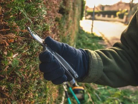 Garden work on pruning cypress branches of living fence. Stock Photos