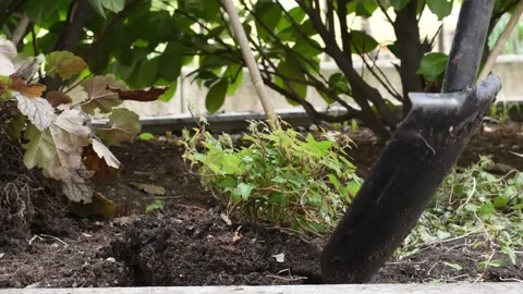 Garden work on a spring day Stock Footage 150752351