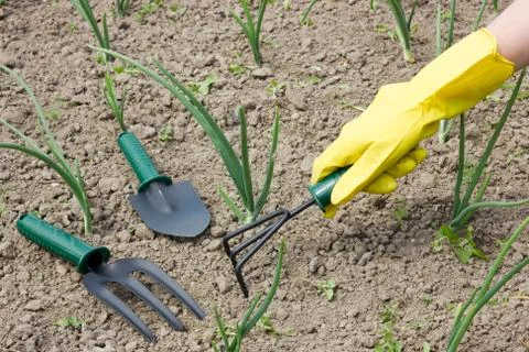 Garden work - weeding Stock Photos