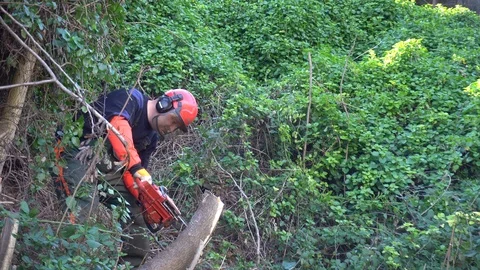 Garden worker cutting down invasive plants Stock Footage 107055409